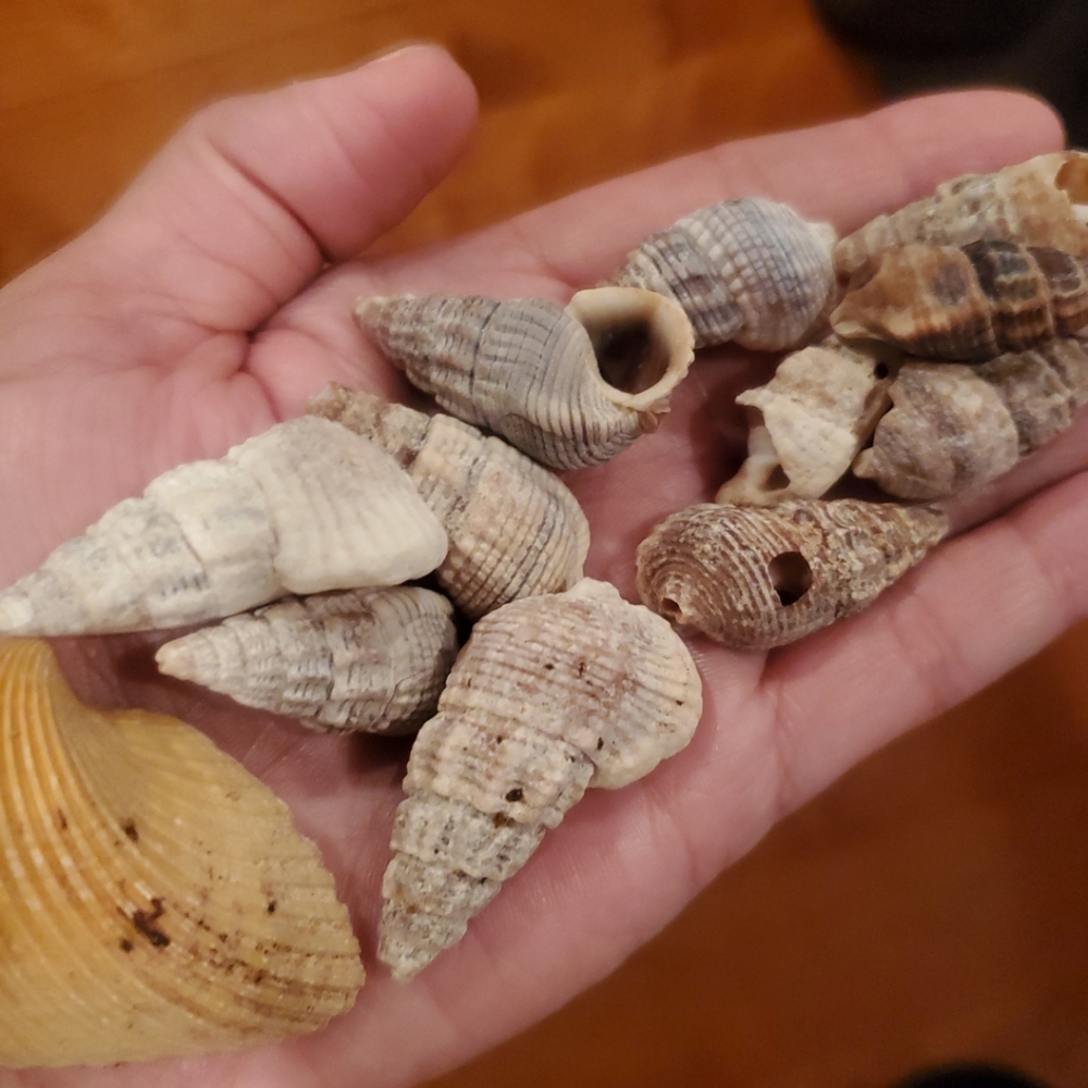 4 oz Mixed Cone Sea Shells Gray White Beige Art Craft Home Beach Nautical